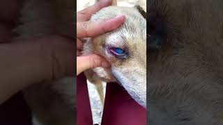 Why Does My Dogs Pink Eye Swell For Three Days [upl. by Nonahs]