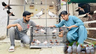 Zebra Finches Ko New Cage Ma Shift Kr Diya 🤣💞 [upl. by Knut]