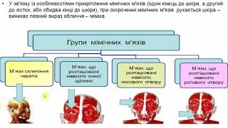 М’язи голови та шиї [upl. by Nimad31]