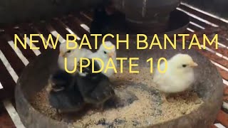 New batch BANTAM 10 DonDondon84 shortsbeta duckfeed farming chicken [upl. by Suiravaj272]