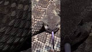 Rasllas 😱 vaipar snakesrescue viral trending ytshort [upl. by Cyprian51]