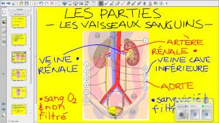 Vidéo système urinaire [upl. by Shirley]