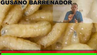 GUSANO BARRENADOR [upl. by Norek696]