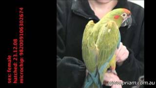 Redfronted Macaw Ara rubrogenys 2674 priamcomau [upl. by Perot785]