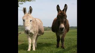 Carnival of the Animals Donkeys Personages with Long Ears [upl. by Cynthie165]