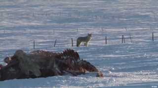 Hunting Winter Coyote [upl. by Lesser]