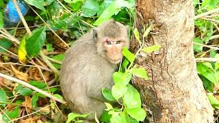 Little baby fall down from the high tree but here baby is having good luck [upl. by Naga]