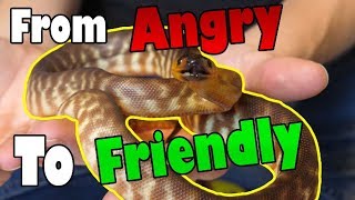 How to Tame an quotAggressivequot Snake [upl. by Carly]