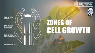 Zones of Cell Growth  Meristematic Tissue and Growth [upl. by Assirk]