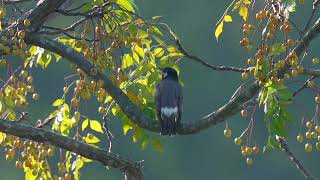 White cheeked Starling 灰椋鳥 [upl. by Zennie]