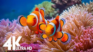 Aquarium 4k VIDEO ULTRA HDRelaxing Music with Colorful Coral ReefsFishand Stunning Ocean Scenes [upl. by Adeys]