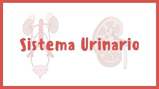 ANATOMÍA  Sistema urinario riñones vejiga uretra y uréteres  Blasto Med [upl. by Anelem]