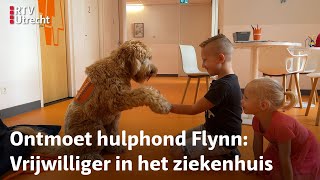 Geen vrijwilliger is zo harig knuffelbaar en speels als Flynn  RTV Utrecht [upl. by Llertnor]