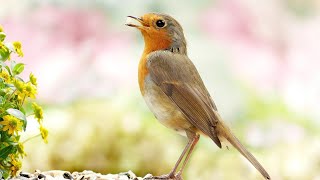 Vogelgezwitscher Vogelstimmen im Wald 2 Stunden Forest Birdsong Bird Sounds Birds Singing 2 h relax [upl. by Belle]