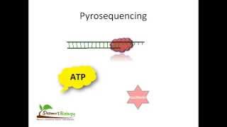 Pyrosequencing [upl. by Odarbil29]