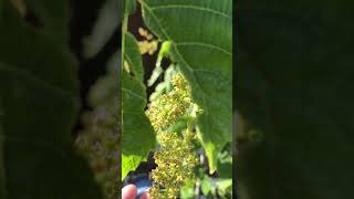 himrod grapes budding flowering and fruit set seattle PNW gardening [upl. by Eilrebmik357]