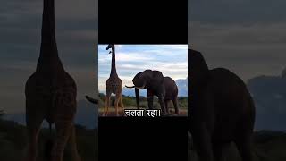 The elephant attacked the giraffe drinking for no reason and it was unbelievable short [upl. by Harden398]