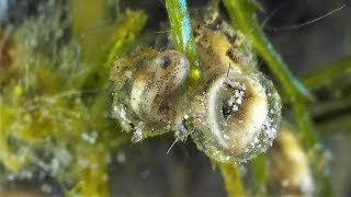 Spring Peeper Frog eggs hatching  best of tadpoles Pseudacris crucifer [upl. by Wendelin]