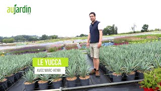 YUCCA FRENCH FLAG une NOUVEAUTÉ très FACILE de CULTURE et de CROISSANCE RAPIDE [upl. by Nairrot]