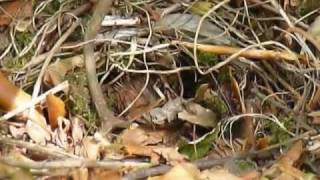 Hedgehog family in the garden [upl. by Marko]