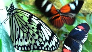 Butterflies Flying in Slow Motion HD  Houston Butterfly Museum [upl. by Averell369]