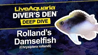 LiveAquaria® Diver’s Den® Deep Dive Rolland’s Damselfish Chrysiptera rollandi [upl. by Edris925]