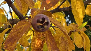 What is a Medlar and how to Blet Them [upl. by Enyamrahs]