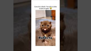 Mas que falta de vergonha 🙈 animais cachorros gatos pets humor br brasil humormemes pet [upl. by Aramat676]