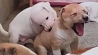 Animales Graciosos 🙀🐶 Este Video te Hará REÍR 😂 [upl. by Jarita]