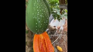 pepain Extraction in papaya farming [upl. by Bowe]