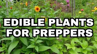 Edible Plants For Preppers Food For A Societal Collapse [upl. by Most794]