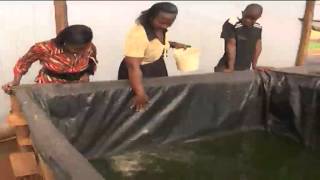 Kenyas highlands farmers embracing fish farming as an alternative source of income [upl. by Juliane]