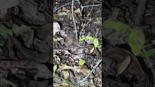 Nighttime copperhead reptiles snakes nature animals [upl. by Atelahs]