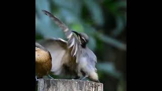 Female Victoria’s riflebird unimpressed by mating dance [upl. by Eycats]