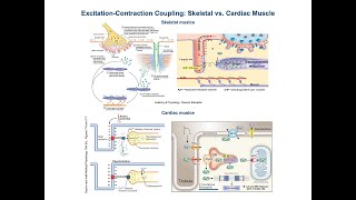 Excitation Contraction Coupling in Cardiac vs Skeletal Muscle [upl. by Harret]