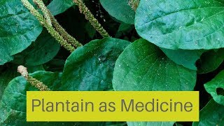 How To Use Plantain as Herbal Medicine [upl. by Mohandis40]