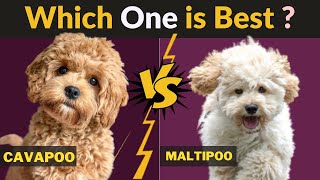 Cavapoo vs Maltipoo  Comparison Between Two Dog breeds [upl. by Adran502]