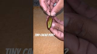 Such a tiny Cacao Pod 🍫 cacao pod cacaopod chocolate tiny bosesgreenlife imback subscribe [upl. by Franzoni]