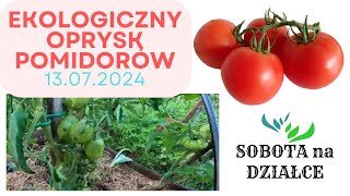 Ekologiczny oprysk pomidorów jaki preparat🍅 [upl. by Llenad]