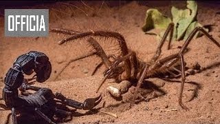 impresionante pelea de Escorpiones vs araña  alacranes  lo mas increible ataques salva [upl. by Nelleh95]