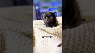 Pocket monkey finds new homeshortscuteshortsvideo [upl. by Ellezig]