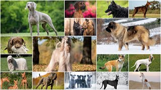 All 288 Dog Breeds  How many do you know [upl. by Marijane937]