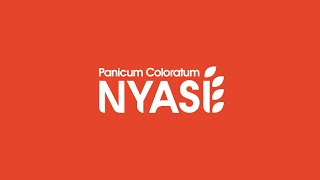 Panicum Coloratum Nyasi® Peman [upl. by Novah937]