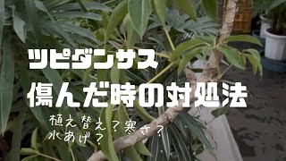 冬・ツピダンサスが傷んだ時の対処法 [upl. by Soane951]