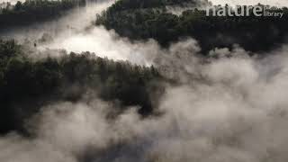 Aerial shot of morning fog rising over the mountain forest Golsfjellet Buskerud Norway [upl. by Den]