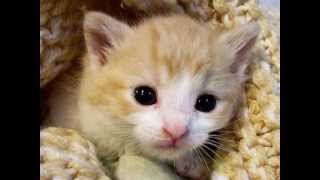 Cute Song About Cats  quotThe Cat Songquot [upl. by Ahseral]