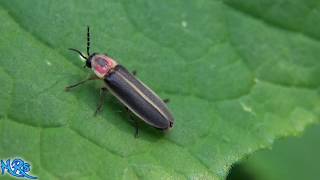 ⟹ Lightning bugs are here The Firefly is in the Lampyridae family [upl. by Ingeberg841]