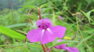 Gardening Tips amp Flowers  How to Grow Balsam Impatiens Balsamina [upl. by Annmarie]