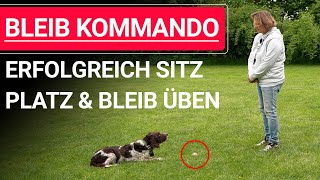 🐶 Bleib Kommando üben ➡️ Erfolgreich SITZ PLATZ und BLEIB üben ➡️ Praxisvideo 🐶✔️ [upl. by Lew]