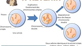 SVT  cours  La division cellulaire la mitose [upl. by Aninotna70]